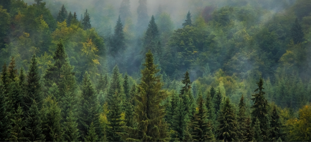 ancient forests ancient forests