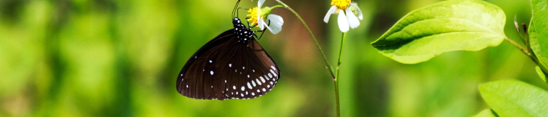 biodiversity wildflowers