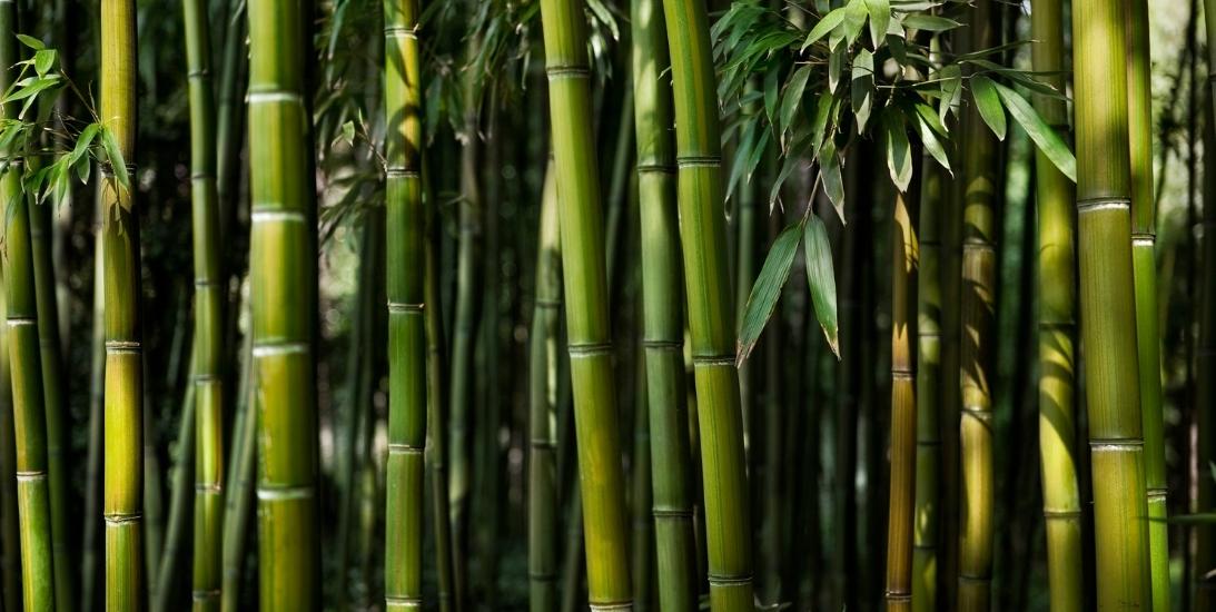 Bamboo