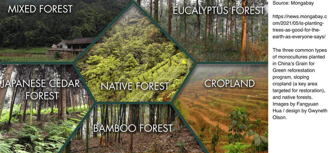 Three common types of monocultures by Mongabay