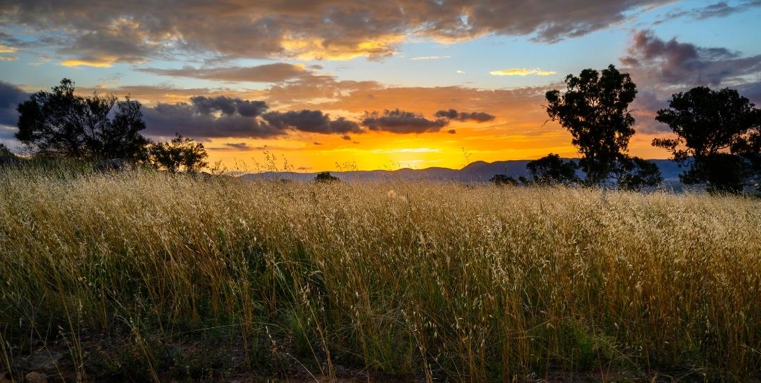 Grasslands