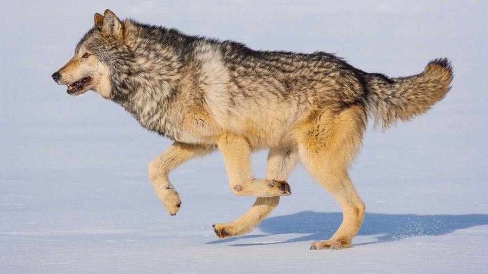 Gray Wolves Population Is Steadily Growing
