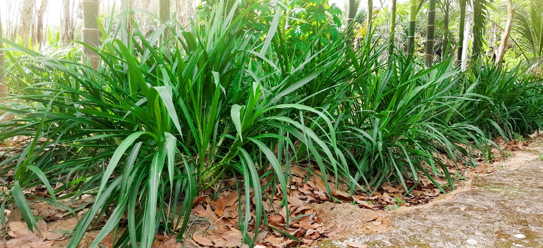 elephant grass