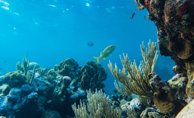 Restore our planet: marine protected areas